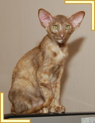 Oriental Cinnamon Tortie - Ch Billstes Going Dutch - Burnthwaites Cats