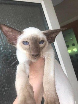 Siamese Kittens For Sale at Burnthwaites Siamese