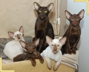 oriental siamese cats for sale